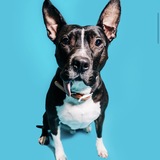 Entry image for Mork