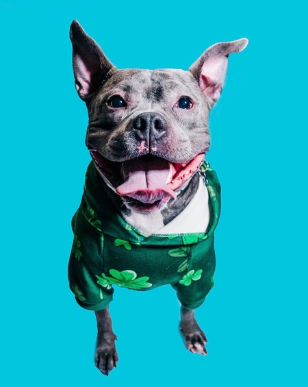 Entry image for Echo. Clicking this image will show a larger photo