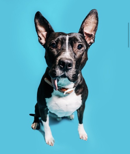 Entry image for Mork. Clicking this image will show a larger photo