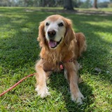 Entry image for Sadie