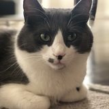 Entry image for Benny