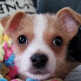 Entry image for Tater Tot