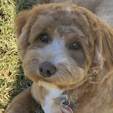 Entry image for Clancy