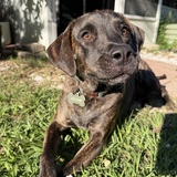 Entry image for Olive