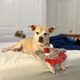 Entry image for Noel