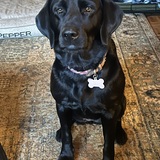 Entry image for Pepper