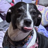 Entry image for Lily Rose