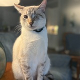 Entry image for Ollie