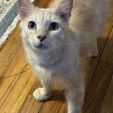 Entry image for Milo
