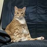Entry image for Jingles