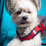 Entry image for Buddy