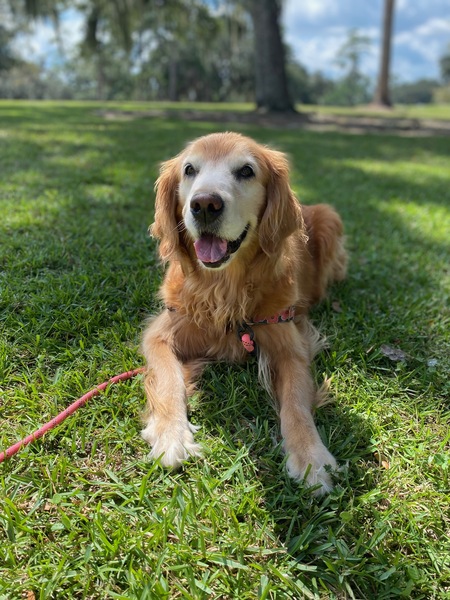 Entry image for Sadie. Clicking this image will show a larger photo