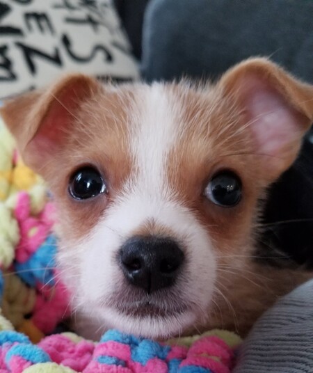 Entry image for Tater Tot. Clicking this image will show a larger photo