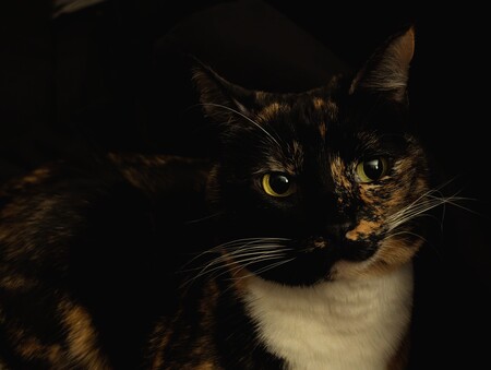 Entry image for Juno. Clicking this image will show a larger photo