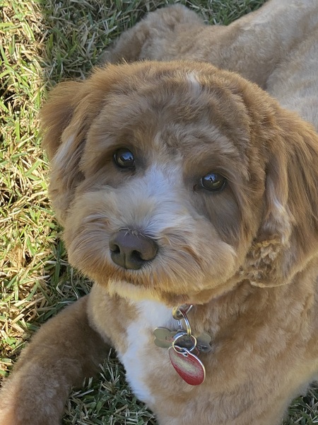 Entry image for Clancy. Clicking this image will show a larger photo