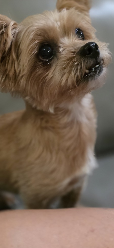 Entry image for Sunny. Clicking this image will show a larger photo