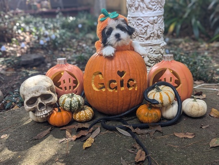 Entry image for Gaia. Clicking this image will show a larger photo