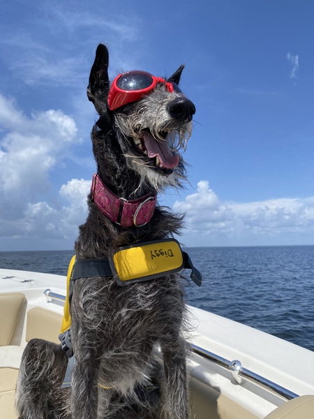 Entry image for Diggy. Clicking this image will show a larger photo