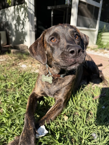 Entry image for Olive. Clicking this image will show a larger photo