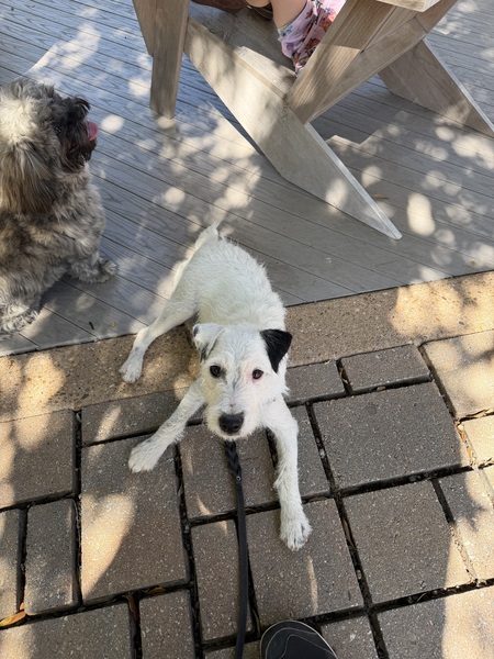 Entry image for Benny. Clicking this image will show a larger photo