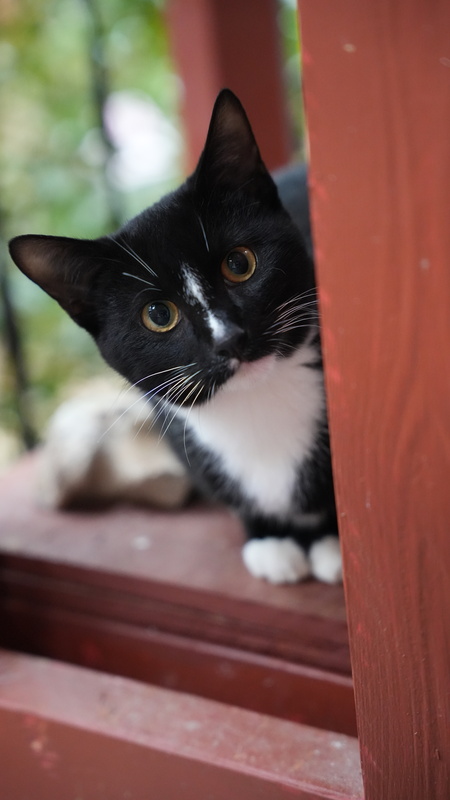 Entry image for Little Mister. Clicking this image will show a larger photo