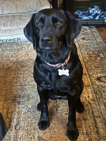 Entry image for Pepper. Clicking this image will show a larger photo