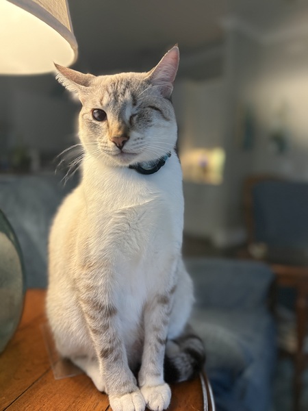 Entry image for Ollie. Clicking this image will show a larger photo