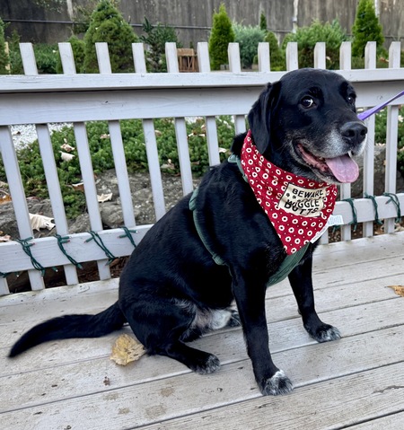 Entry image for Cooper. Clicking this image will show a larger photo