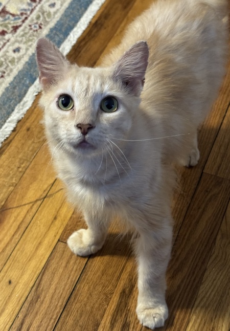 Entry image for Milo. Clicking this image will show a larger photo