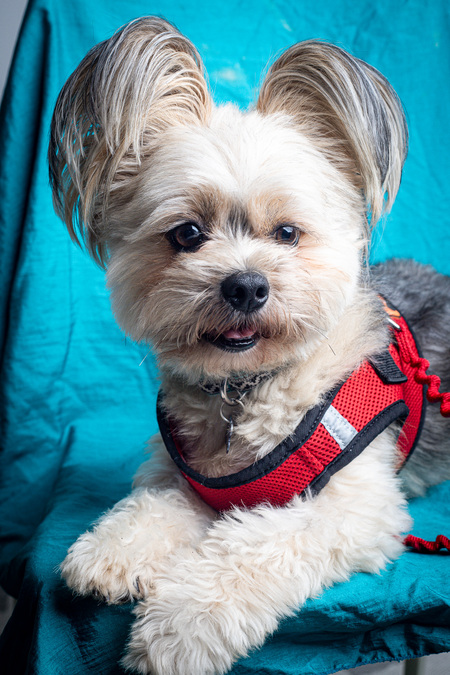 Entry image for Buddy. Clicking this image will show a larger photo