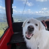Entry image for Teddy