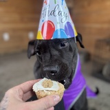 Entry image for Sasha