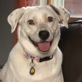 Entry image for Phoebe
