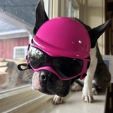 Entry image for Pippa