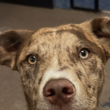Entry image for Mr. Shelby