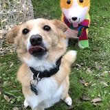 Entry image for Oscar The Three Legged Wonder 