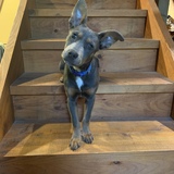 Entry image for Billie Bobtail
