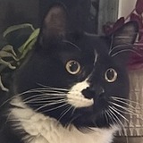 Entry image for Sepp Puss