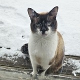 Entry image for Oliver