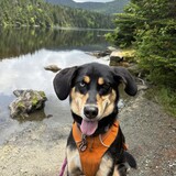 Entry image for Riley