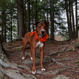 Entry image for Finny