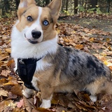 Entry image for Samson Corgi