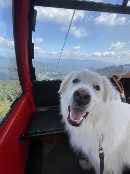 Entry image for Teddy. Clicking this image will show a larger photo