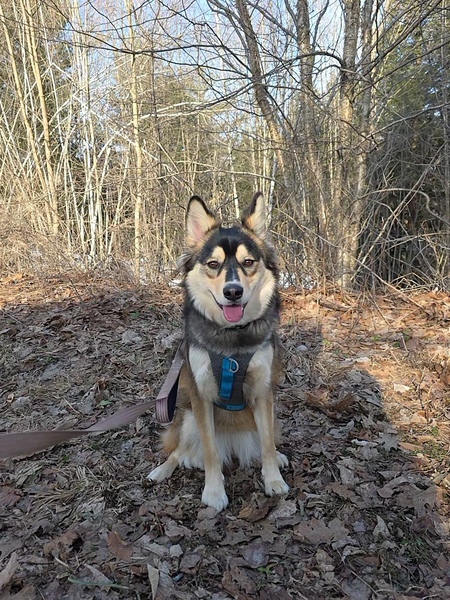 Entry image for Aspen. Clicking this image will show a larger photo