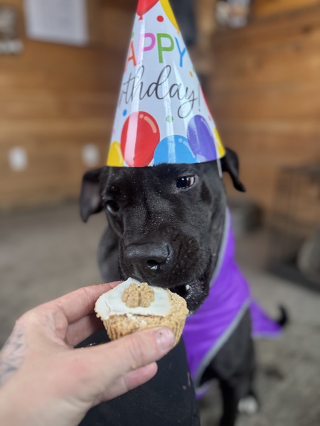 Entry image for Sasha. Clicking this image will show a larger photo