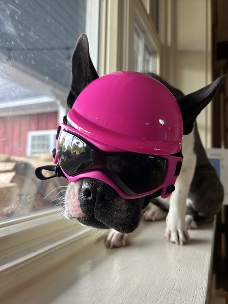 Entry image for Pippa. Clicking this image will show a larger photo
