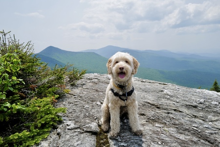 Entry image for Taco. Clicking this image will show a larger photo