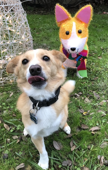 Entry image for Oscar The Three Legged Wonder . Clicking this image will show a larger photo