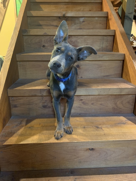 Entry image for Billie Bobtail. Clicking this image will show a larger photo