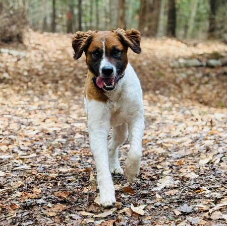 Entry image for Rusty. Clicking this image will show a larger photo